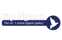 Top Pigeons